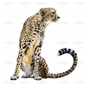 دانلود تصویر png یوزپلنگ کد 6271